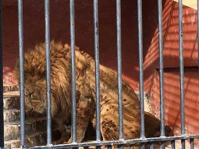 zoo-belvedere-tunis-crocodile-5