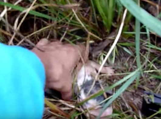 puppy_rescue_romania_3