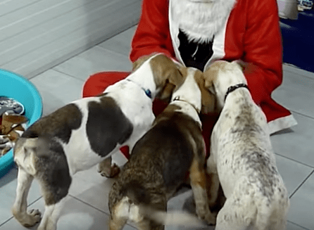 puppy_rescue_romania_6