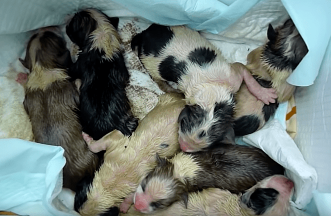 puppy_rescue_romania_4