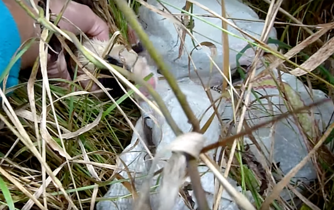 puppy_rescue_romania_1