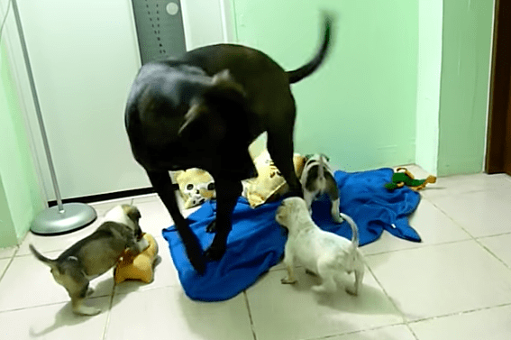 puppy_rescue_romania_5