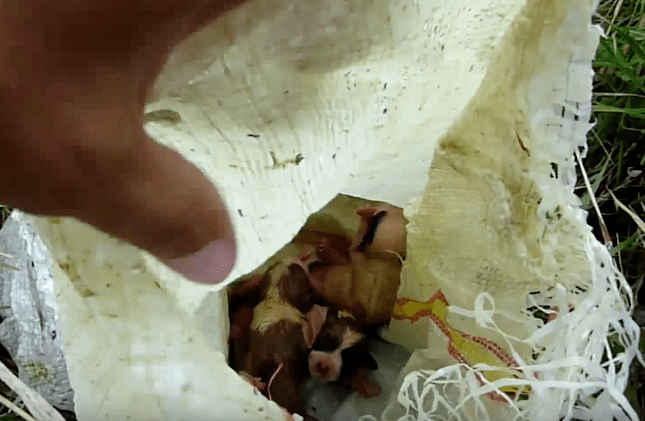 puppy_rescue_romania_2