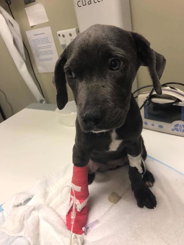 hope_puppy_rescue_florida_3