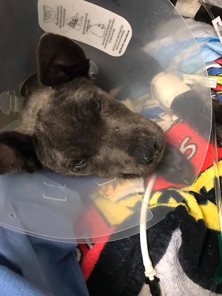 hope_puppy_rescue_florida_5