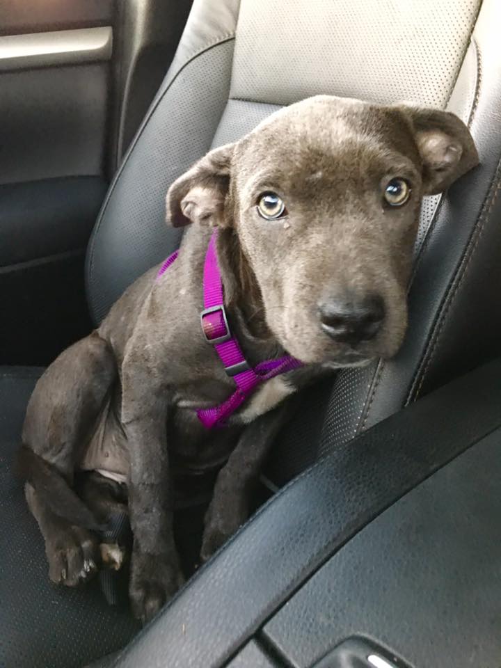 hope_puppy_rescue_florida_4