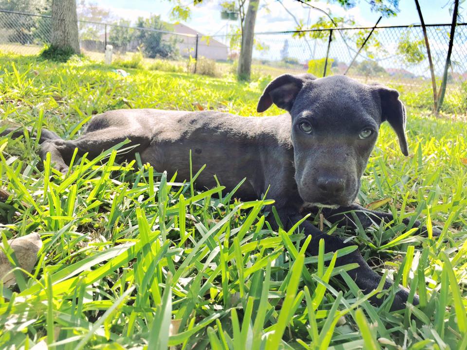 hope_puppy_rescue_florida_6