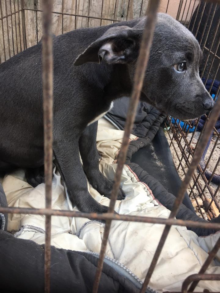 hope_puppy_rescue_florida_2