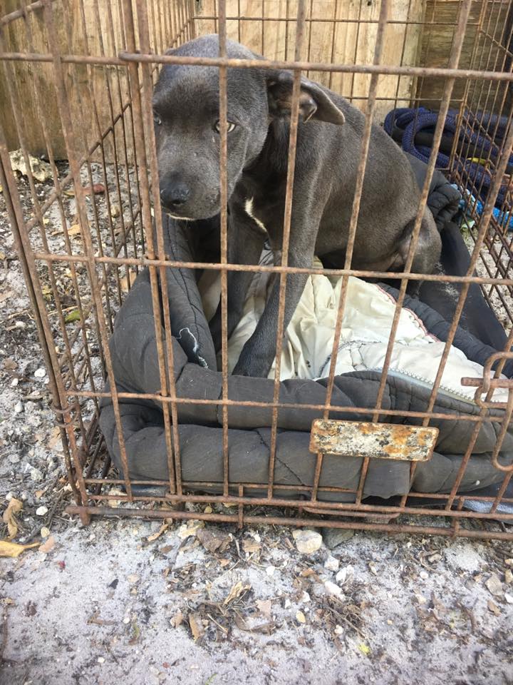 hope_puppy_rescue_florida_1