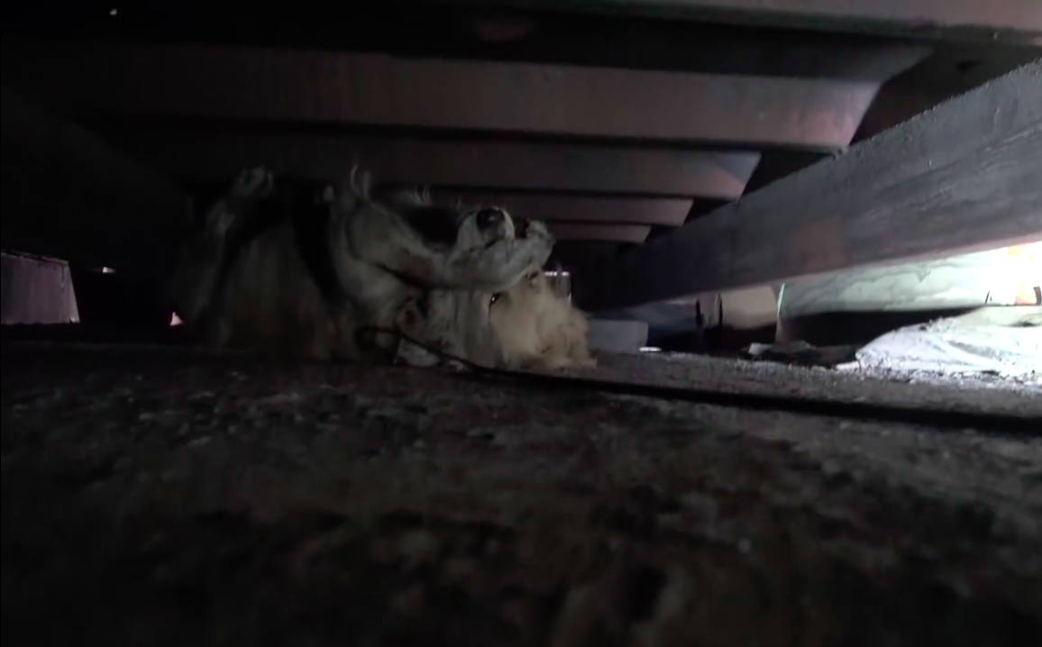 clarabelle-hopeforpaws-7