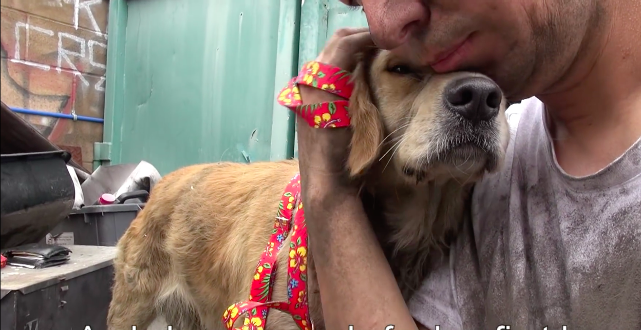 clarabelle-hopeforpaws-.png2