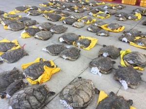 trafic-tortues-chine-1 (1)