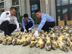 trafic-tortues-chine-3