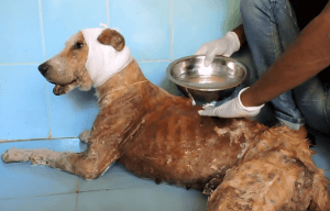 dog-rescue-india-major-sahib (4)