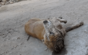 dog-rescue-india-major-sahib (10)