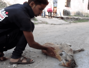 dog-rescue-india-major-sahib (1)