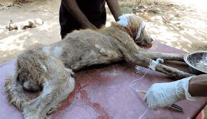 dog-rescue-india-major-sahib (3)