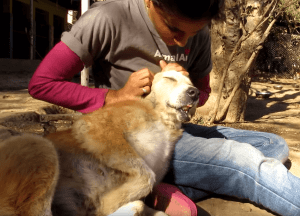 dog-rescue-india-major-sahib (8)