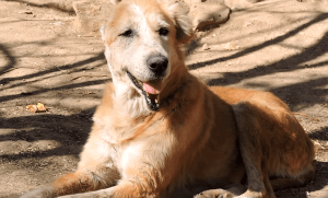 dog-rescue-india-major-sahib (5)