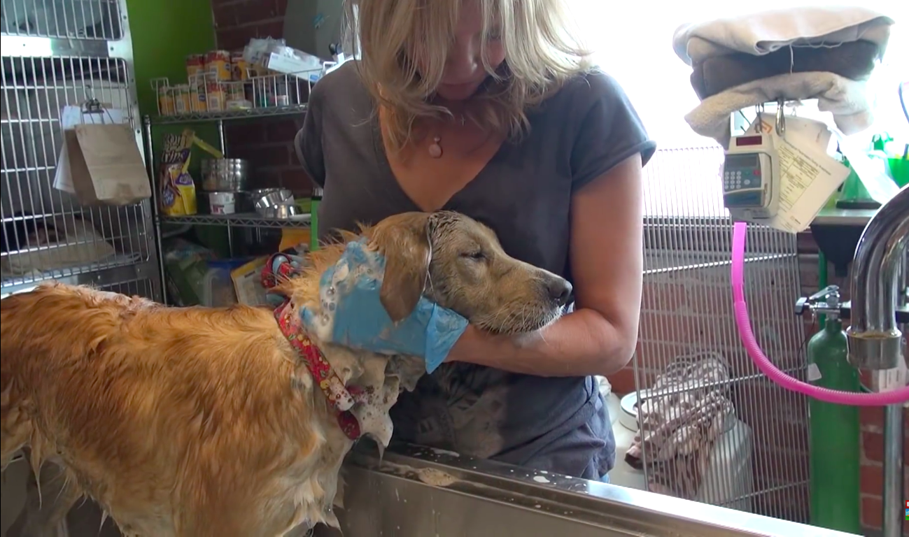 clarabelle-hopeforpaws-3