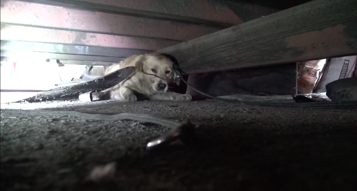 clarabelle-hopeforpaws-9