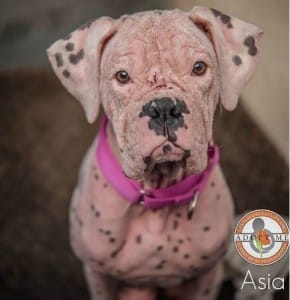 dog-asia-pink-1