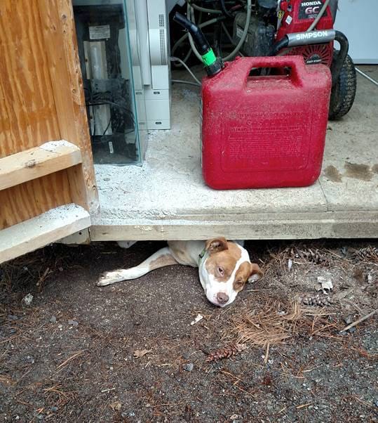 pumpkin_pregnant_shed_1