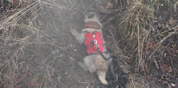 148854946558b97659b2feb5.19207809original_58b973952d472_600x297