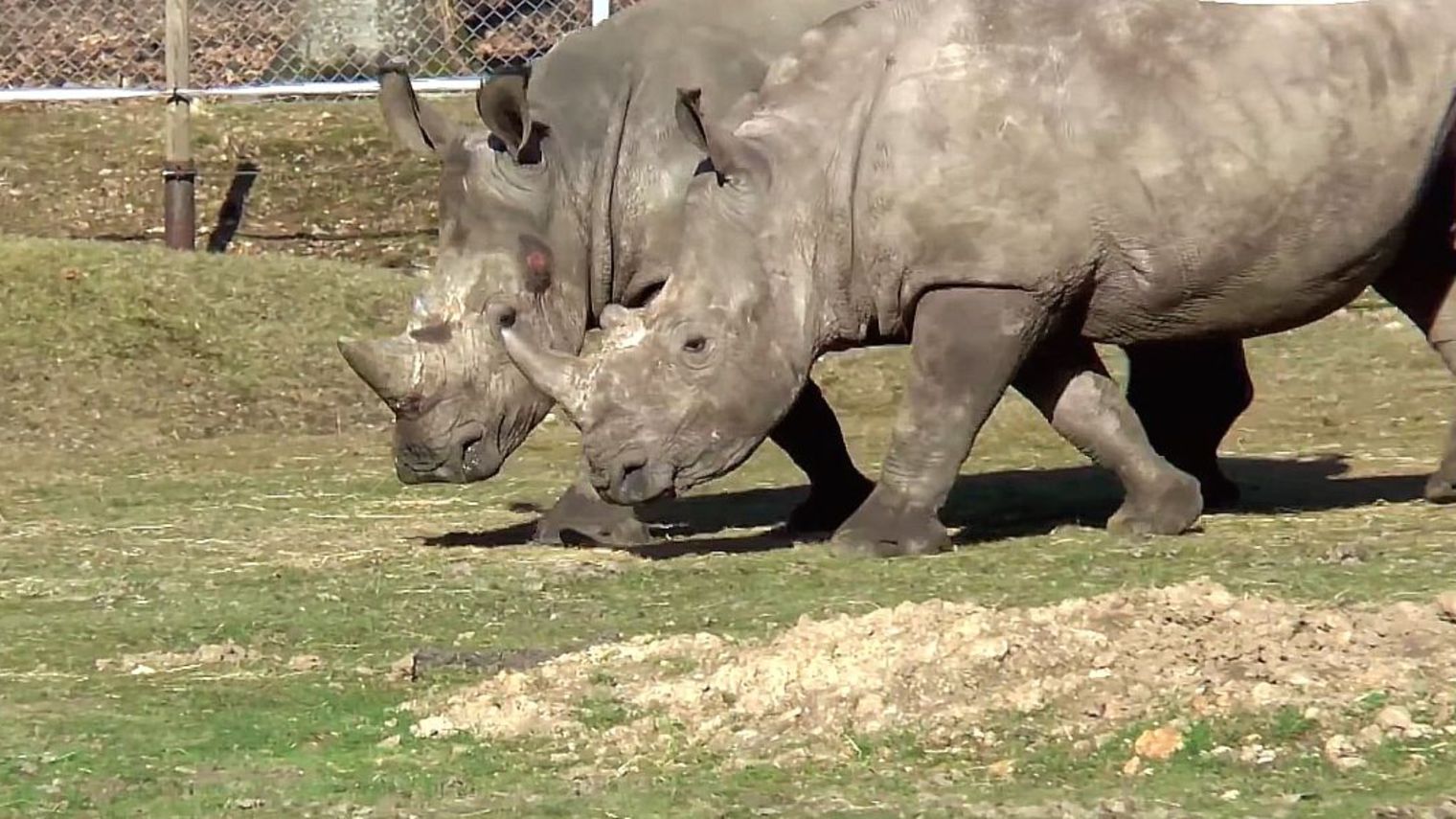 vince-rhinoceros-abattu-zoo-1