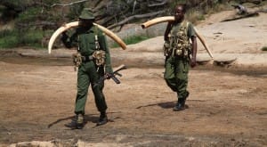 elephant-satao-2-kenya-3