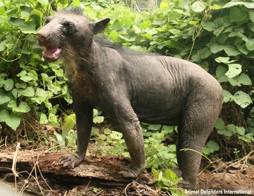 dominga-ourse-fourrure-zoo-5