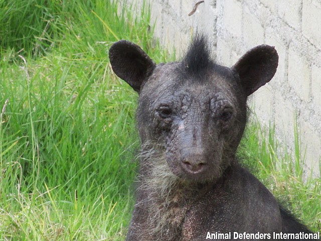 dominga-ourse-fourrure-zoo-2