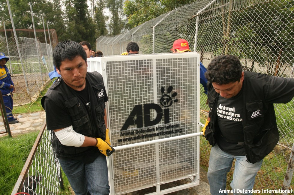 dominga-ourse-fourrure-zoo-4