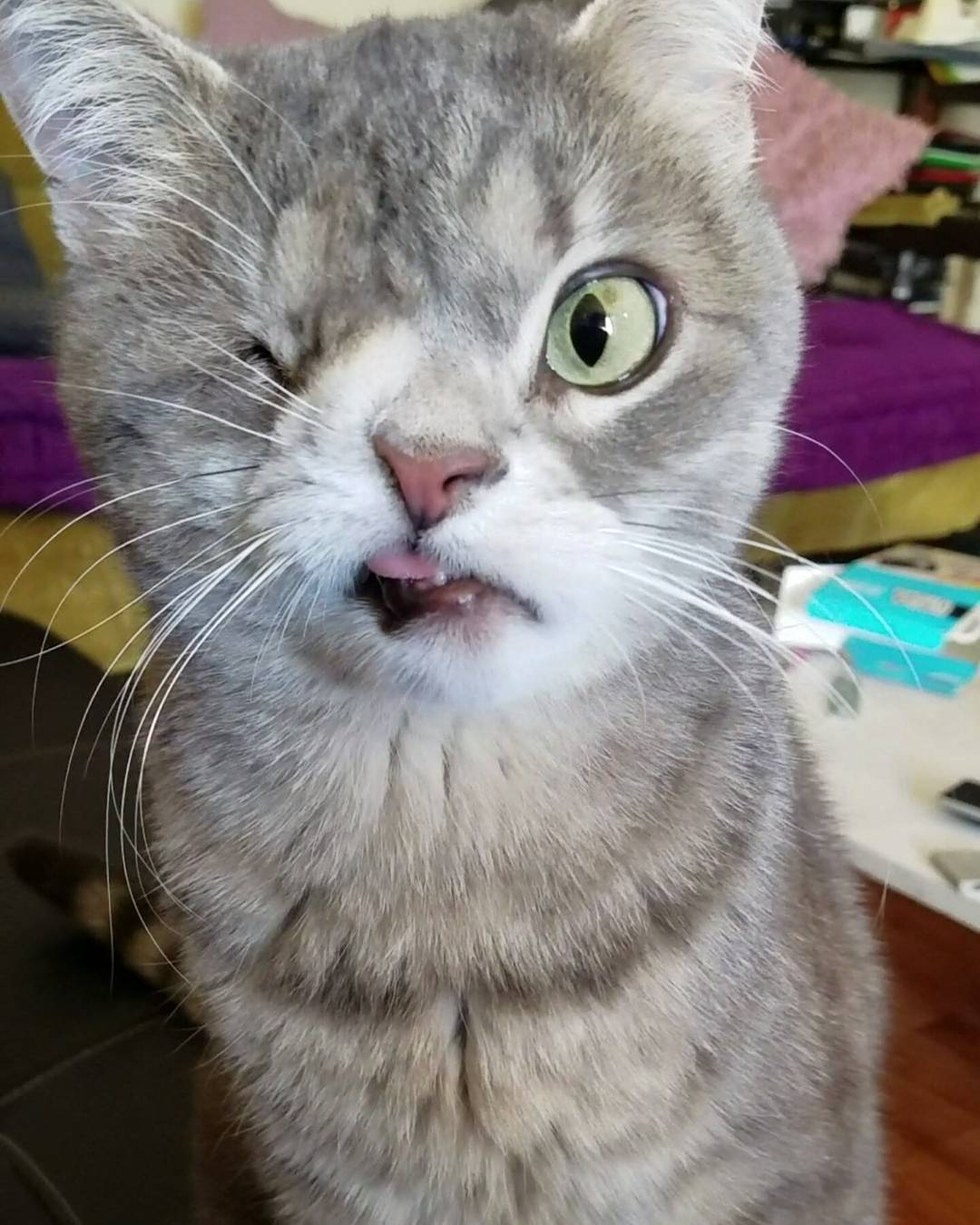 dizzy-chat-abandon-adoption-5