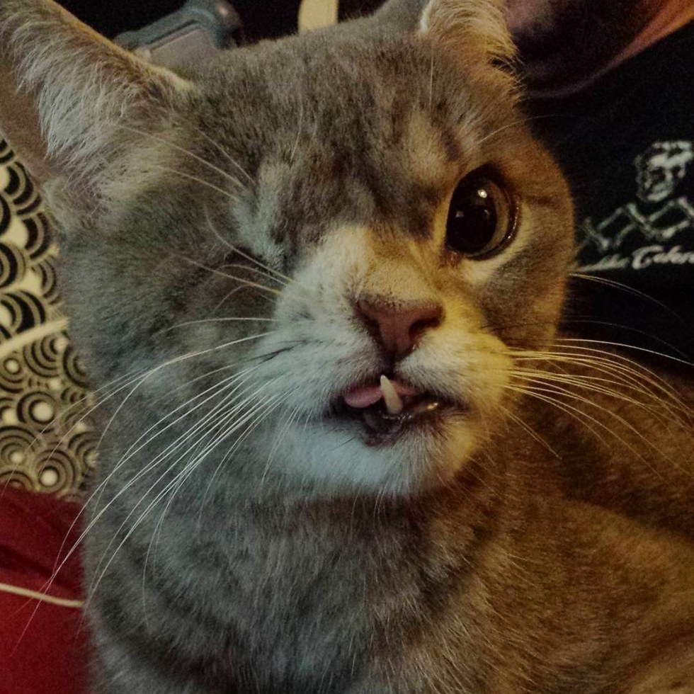 dizzy-chat-abandon-adoption-4