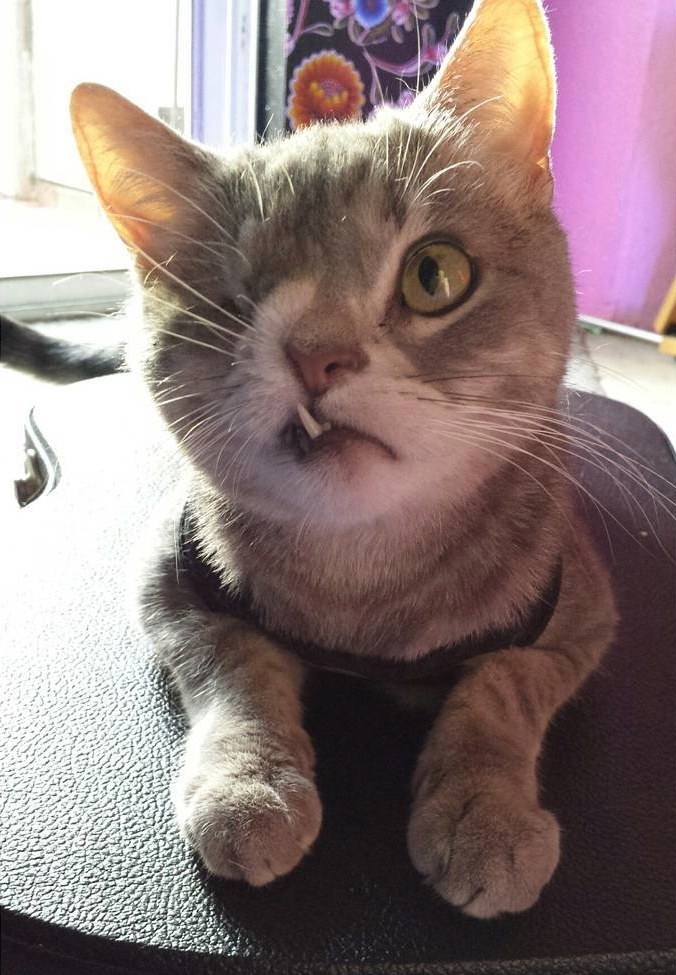 dizzy-chat-abandon-adoption-2