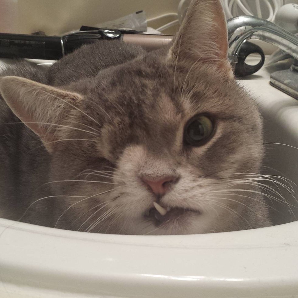 dizzy-chat-abandon-adoption-3