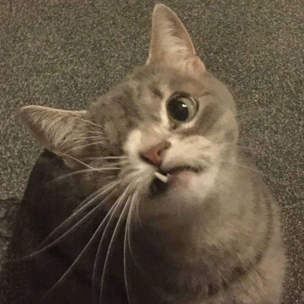 dizzy-chat-abandon-adoption-1