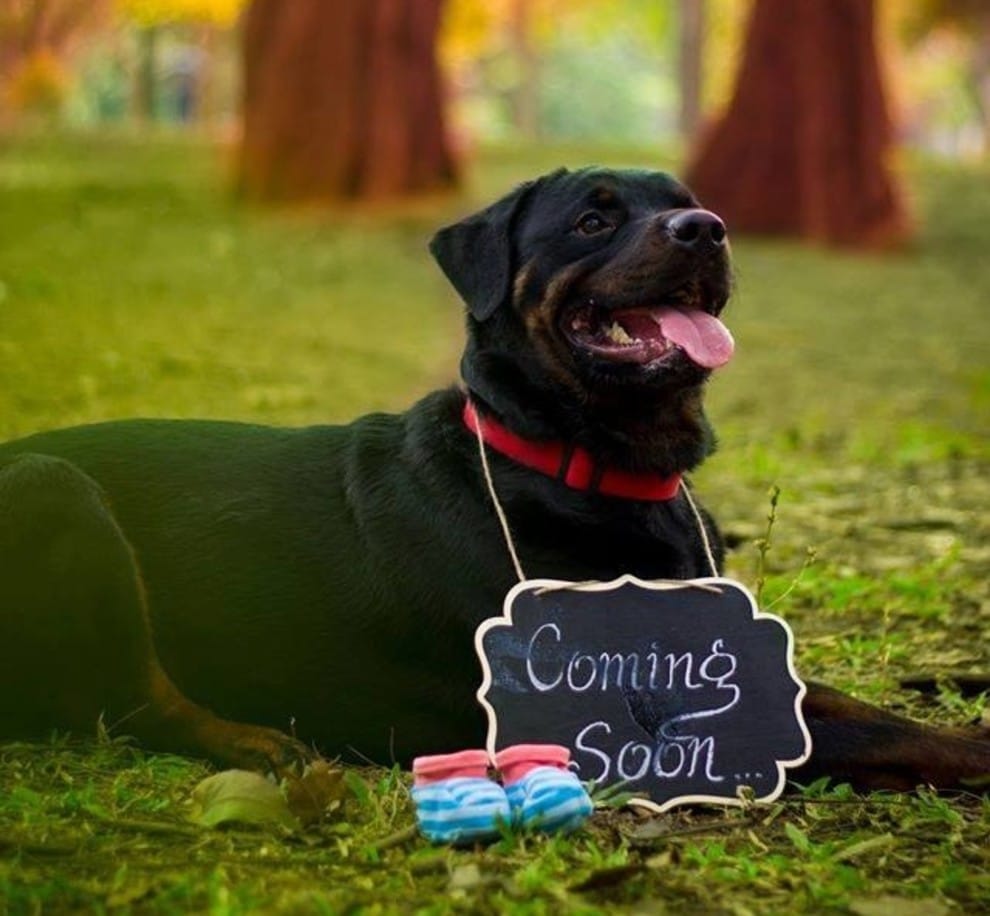 pregnancy_photoshoot_dog_7