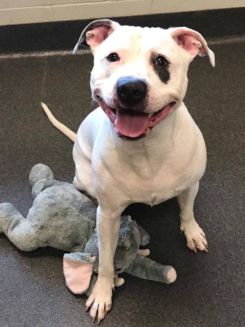 smokey-chien-elephant-peluche-2