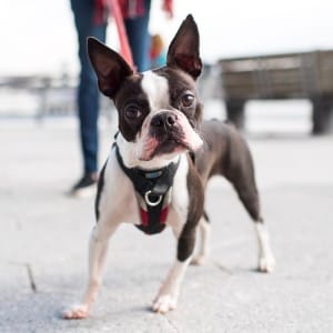 dog-breed-personality-1lifestyle-