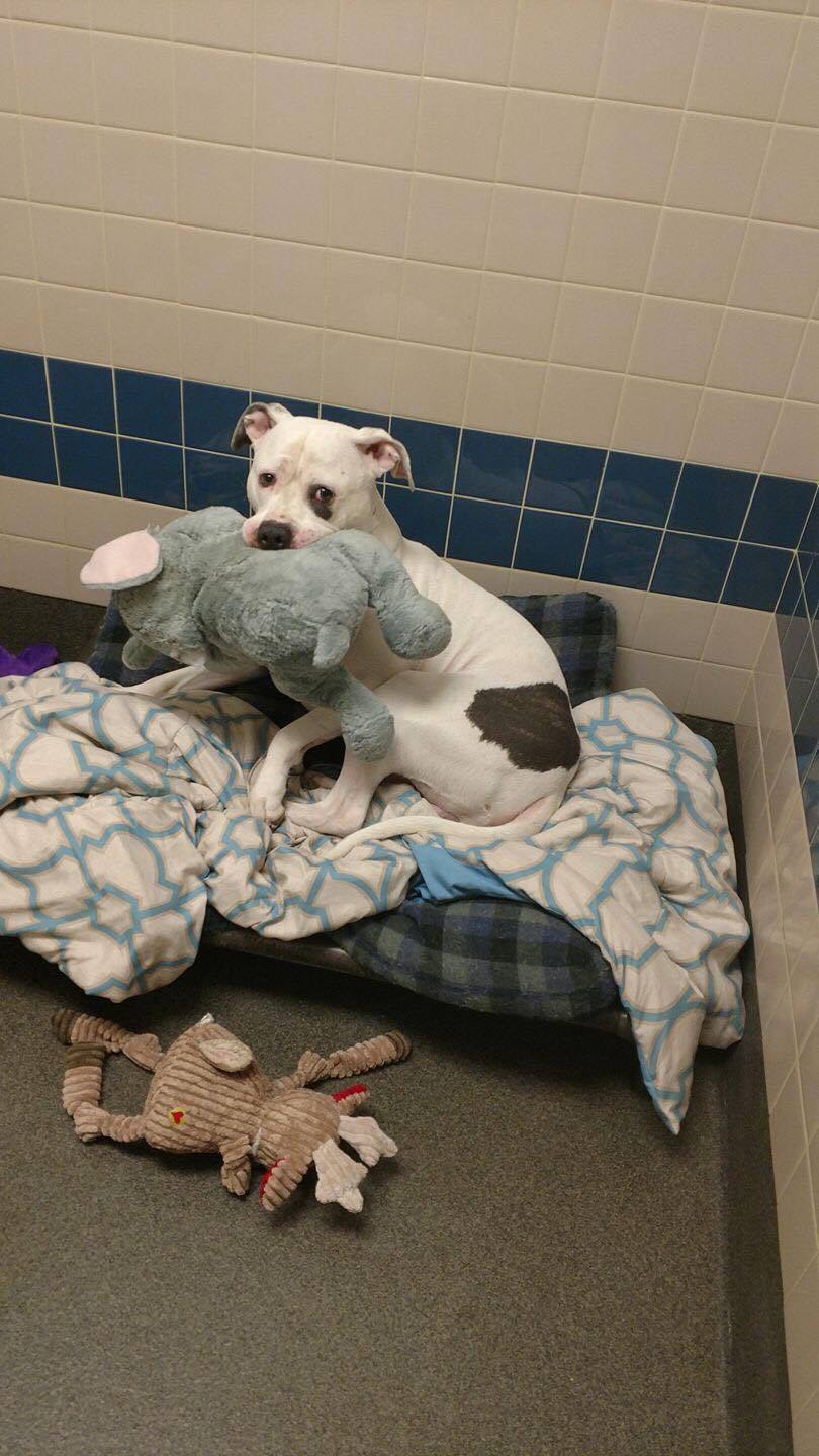 smokey-chien-elephant-peluche-1