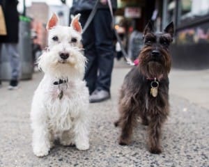 dog-breed-personality-lifestyle-3