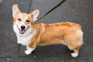 dog-breed-personality-lifestyle-5