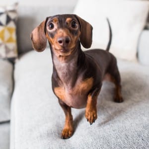 dog-breed-personality-lifestyle-2