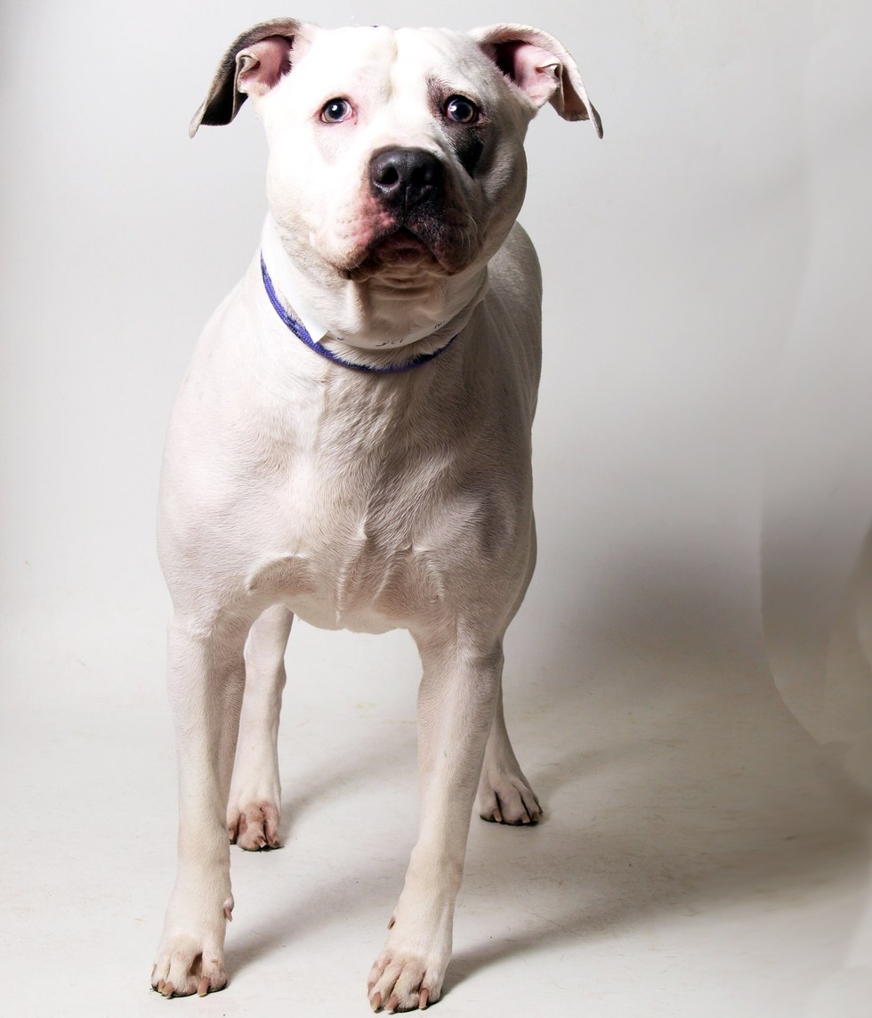 smokey-chien-elephant-peluche-4