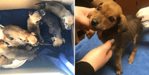 karen-renee-pups-cover