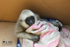 gibbon-eeooo-box-4