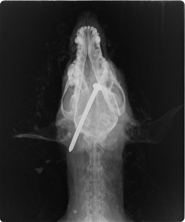 dog_scamp_murder_trial_4