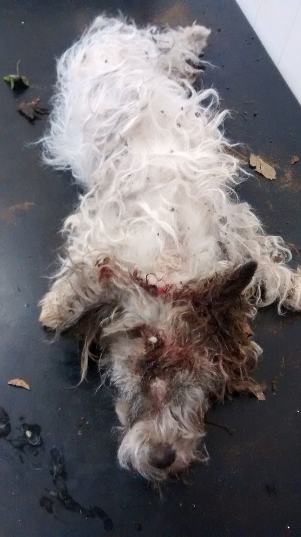 dog_scamp_murder_trial_2